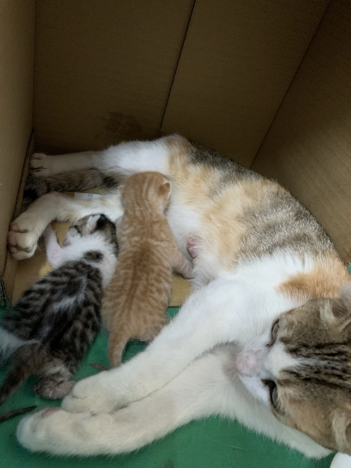 吃雞飼料長大的娃娃