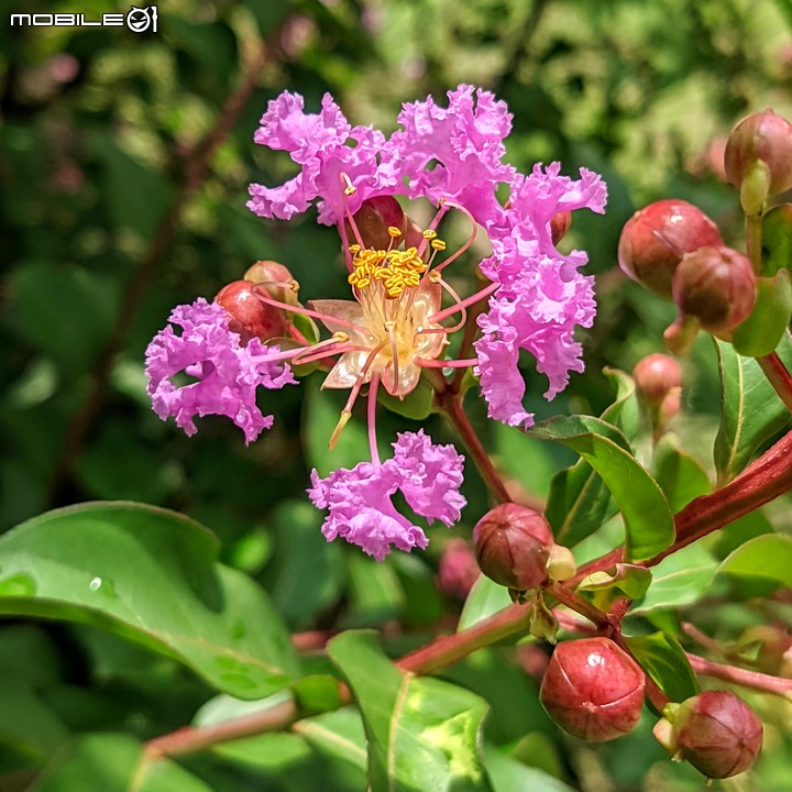 紫薇 台南市東區後甲公園 06/21