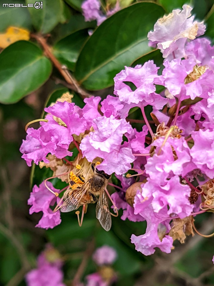 紫薇 台南市東區後甲公園 06/21