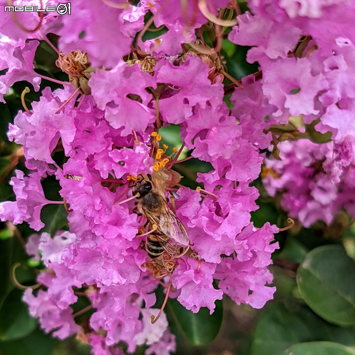 紫薇 台南市東區後甲公園 06/21