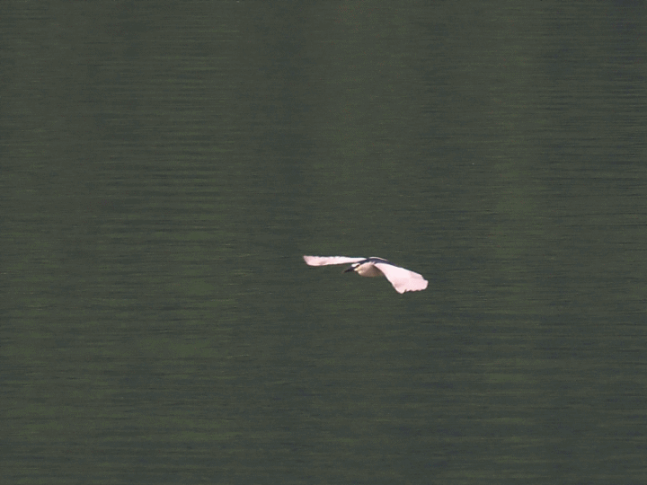 花蓮 慕谷慕魚旅遊諮詢中心、鯉魚潭與遊客中心、校長夢工廠、鳳林車站、讚炭工房、大富車站—梅雨季中的花蓮旅行,第三部