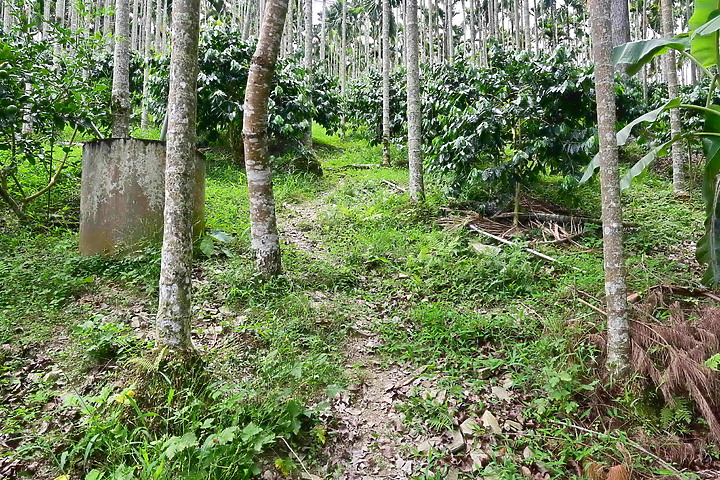 東道咖啡：88歲阿伯和87歲阿嬤歡迎大家上山品嚐他們家美味的咖啡