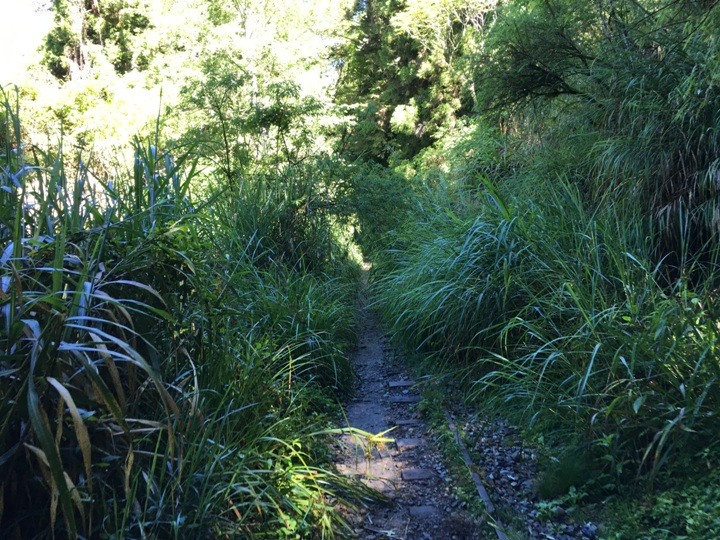 一個人探訪消失在雲霧中的森林鐵道-阿里山眠月線