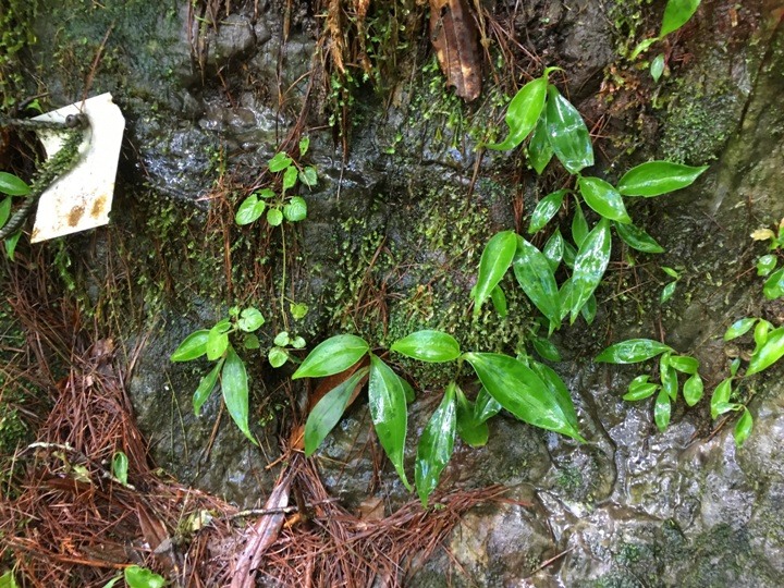 一個人探訪消失在雲霧中的森林鐵道-阿里山眠月線
