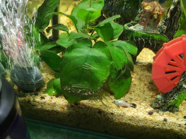 養魚問題