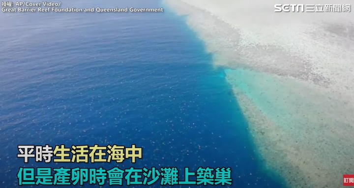 壯觀!空拍大堡礁6萬多隻綠蠵龜上岸產卵