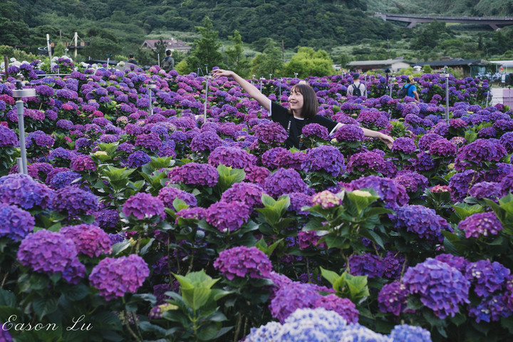 [陽明山] —你跟上這一波繡球花海了嗎?
