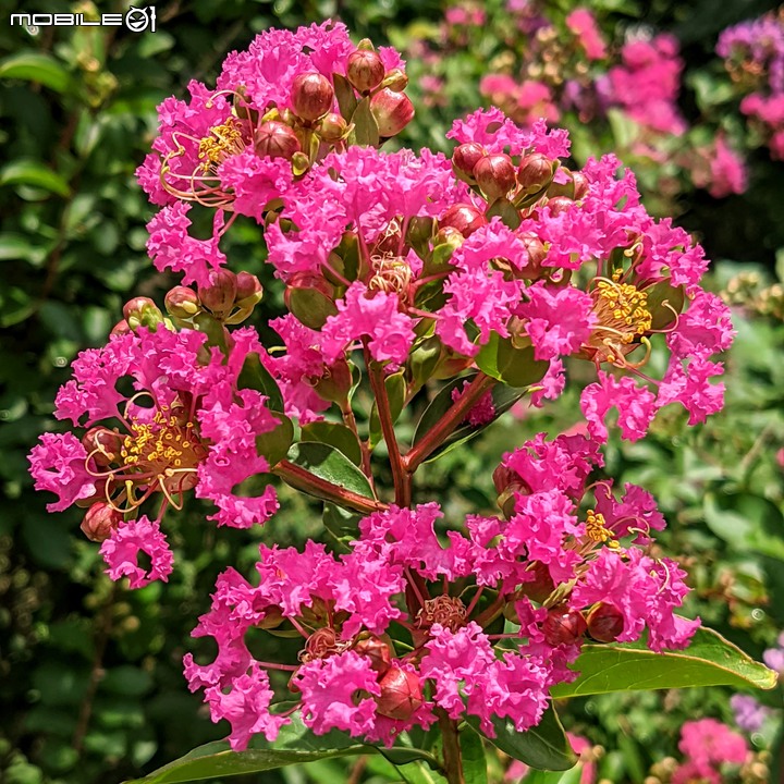 紫薇 台南市東區後甲公園 06/21