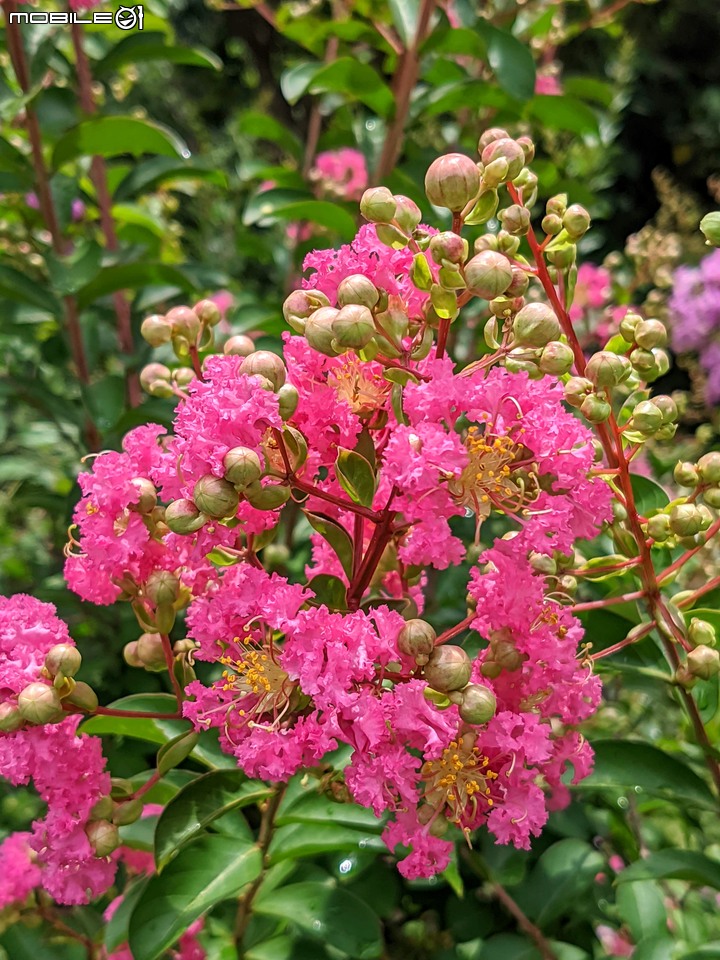 紫薇 台南市東區後甲公園 06/21
