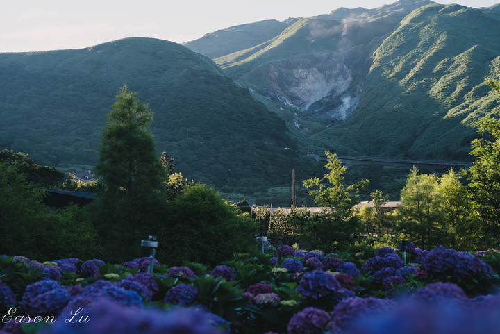 [陽明山] —你跟上這一波繡球花海了嗎?