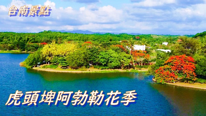 湖邊黃金的阿勃勒 與 鳳凰木/新化 虎頭埤 阿勃勒花季