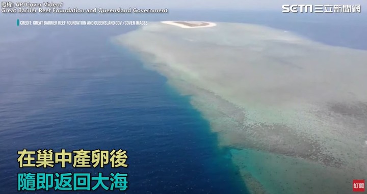 壯觀!空拍大堡礁6萬多隻綠蠵龜上岸產卵