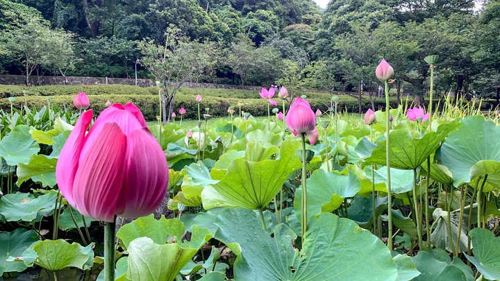 【小惡魔振興劵】台北市 橫嶺古道涼爽遊