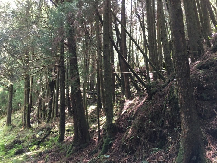 一個人探訪消失在雲霧中的森林鐵道-阿里山眠月線