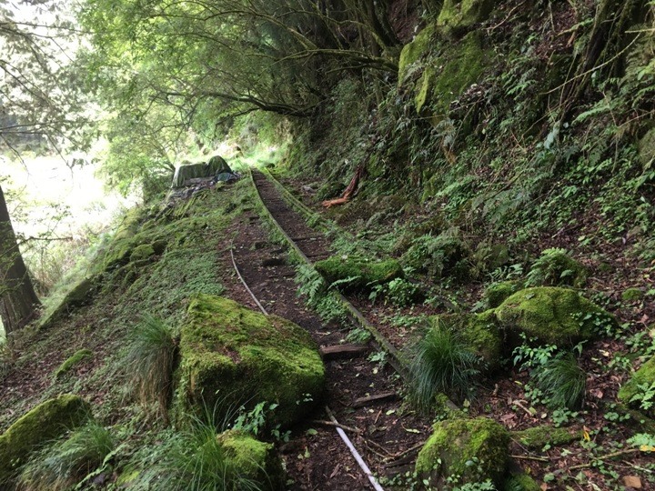 一個人探訪消失在雲霧中的森林鐵道-阿里山眠月線