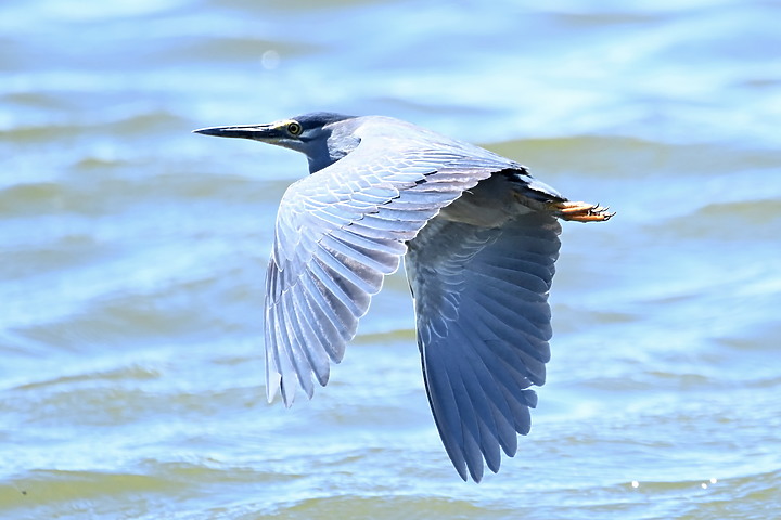 輕便與自由自在,Nikon 500mm PF開箱。