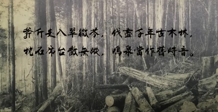 一個人探訪消失在雲霧中的森林鐵道-阿里山眠月線