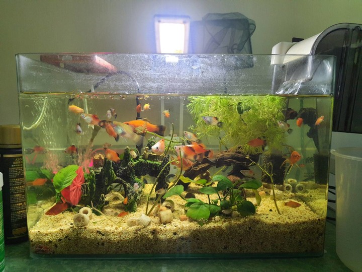 養魚問題