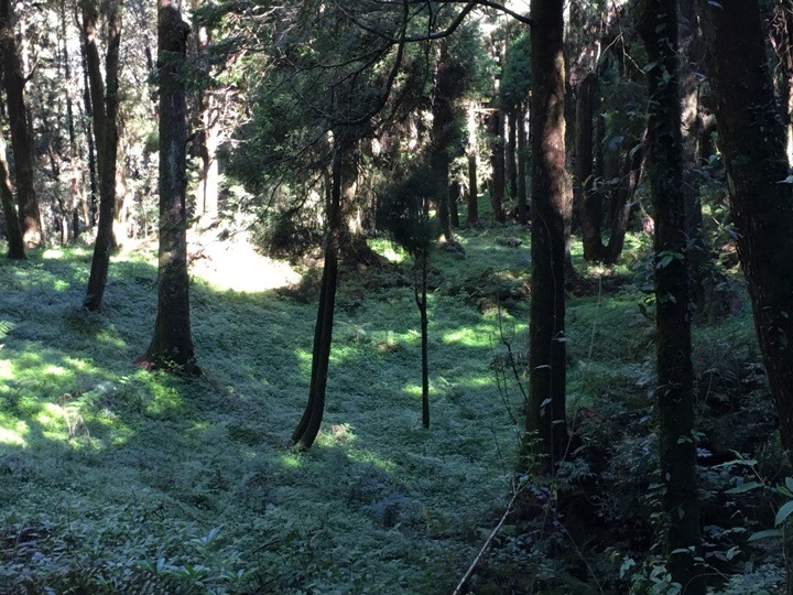 一個人探訪消失在雲霧中的森林鐵道-阿里山眠月線