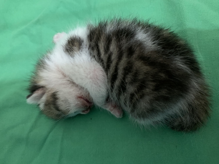 吃雞飼料長大的娃娃