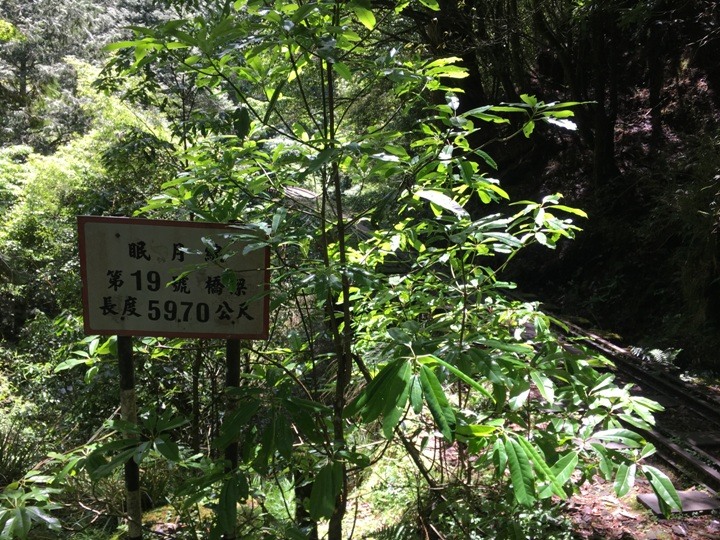 一個人探訪消失在雲霧中的森林鐵道-阿里山眠月線