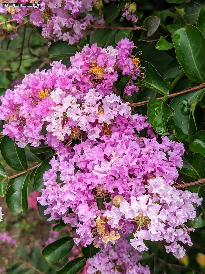 紫薇 台南市東區後甲公園 06/21