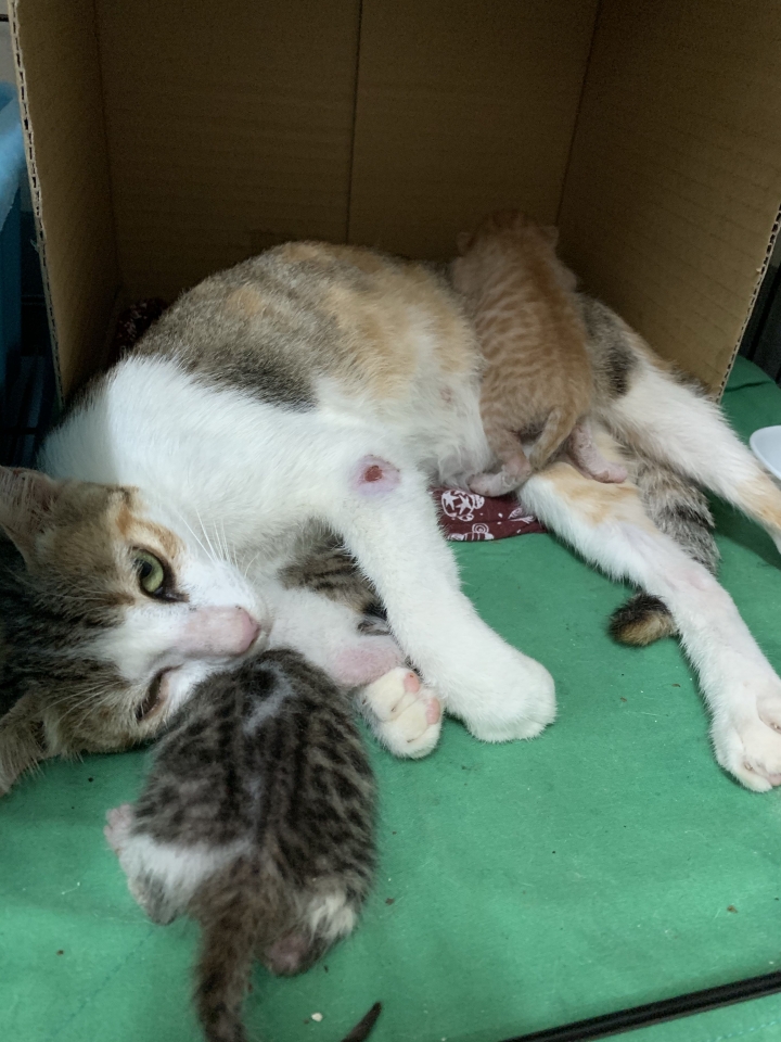 吃雞飼料長大的娃娃
