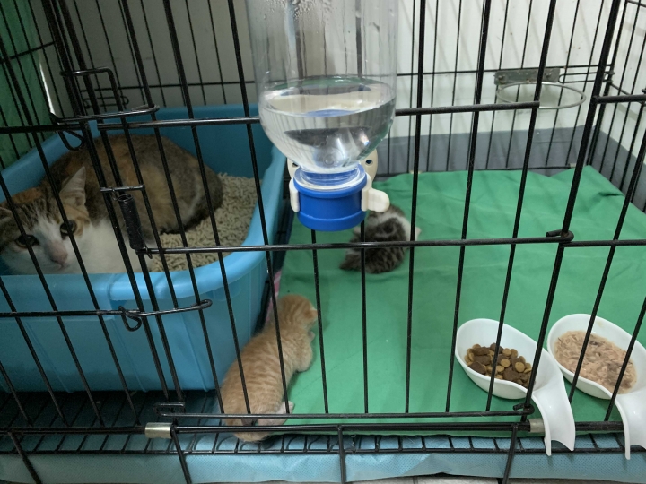吃雞飼料長大的娃娃