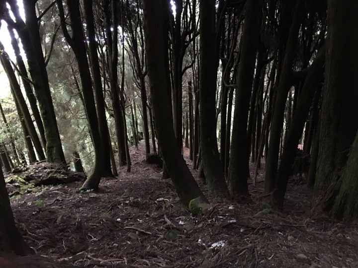 一個人探訪消失在雲霧中的森林鐵道-阿里山眠月線