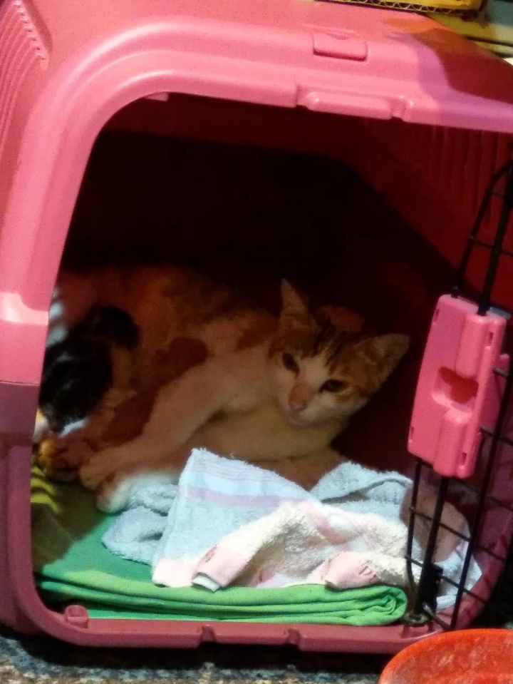 吃雞飼料長大的娃娃