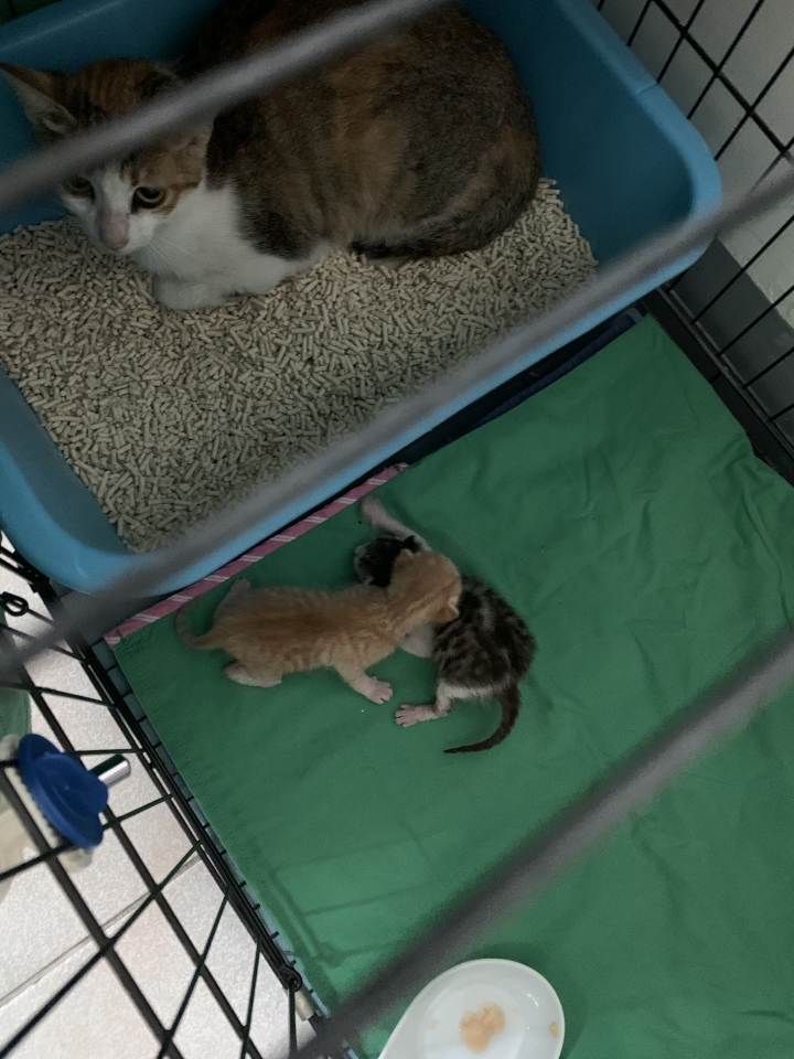 吃雞飼料長大的娃娃