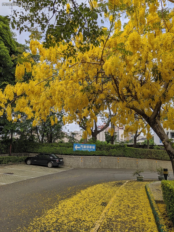 阿勃勒 台南市仁德區裕忠路衛生福利部嘉南療養院 06/10