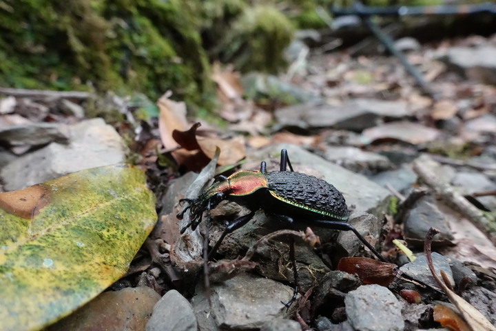 【南湖大山】你所未見的南湖大山