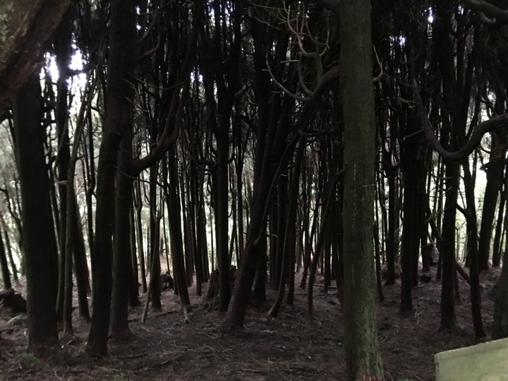 一個人探訪消失在雲霧中的森林鐵道-阿里山眠月線