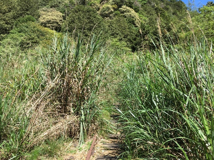 一個人探訪消失在雲霧中的森林鐵道-阿里山眠月線