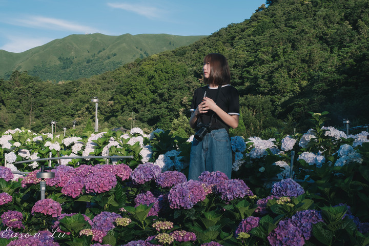 [陽明山] —你跟上這一波繡球花海了嗎?