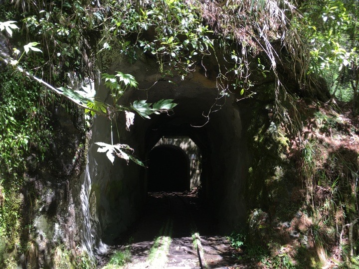 一個人探訪消失在雲霧中的森林鐵道-阿里山眠月線