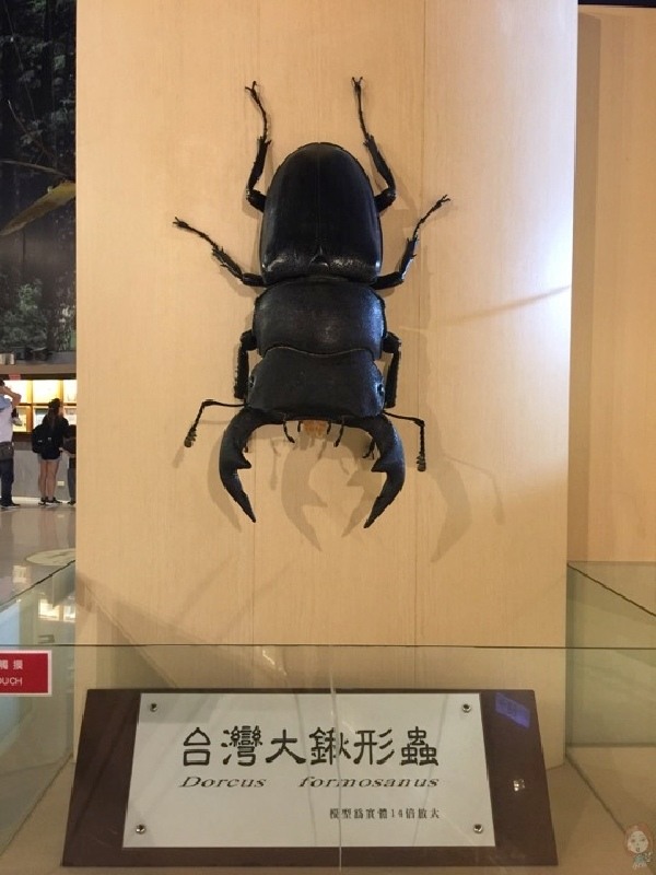 【嘉義景點】親子景點:嘉大昆蟲館-全球唯一彩蝶柱