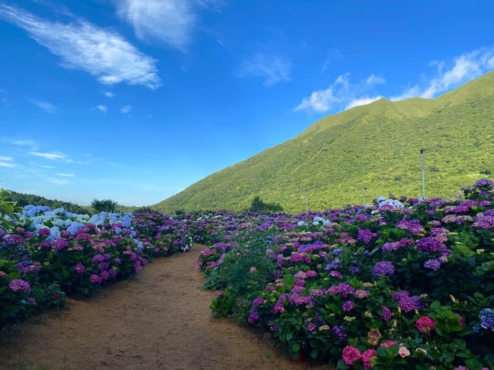 2020繡球花季來了|台北、苗栗、台中最熱門的賞花景點整理!