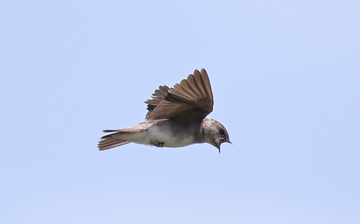 點我看大圖 Nikon D6"3D追蹤"追拍燕鴴、燕子、五色鳥、葡萄胸椋鳥,和大武山飛碟雲。