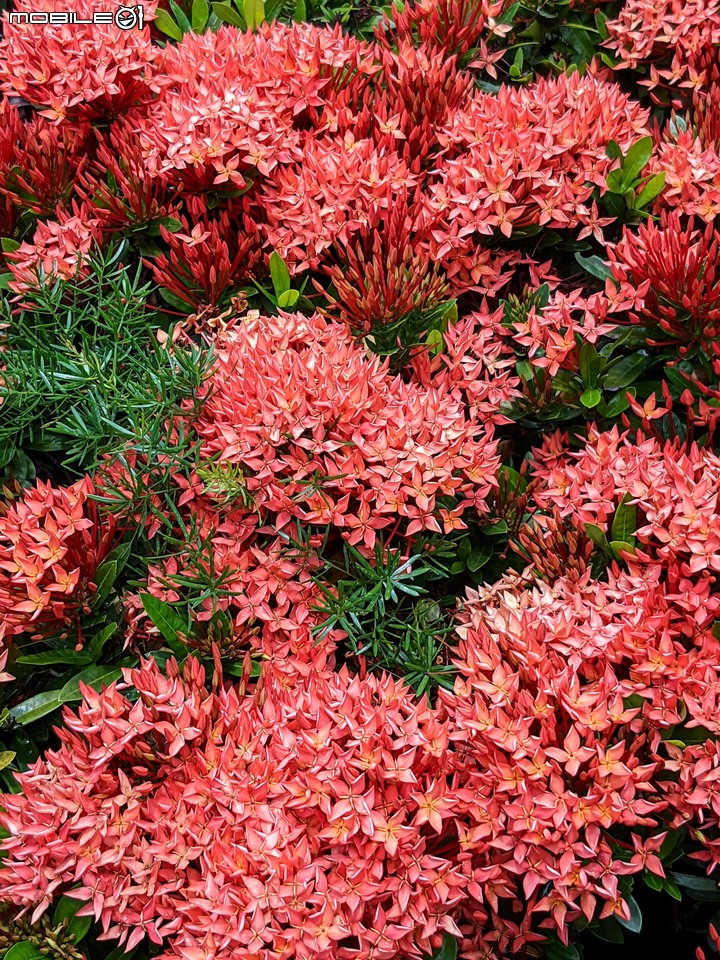 仙丹花 台南市安南區史博館 06/20