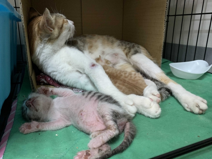 吃雞飼料長大的娃娃