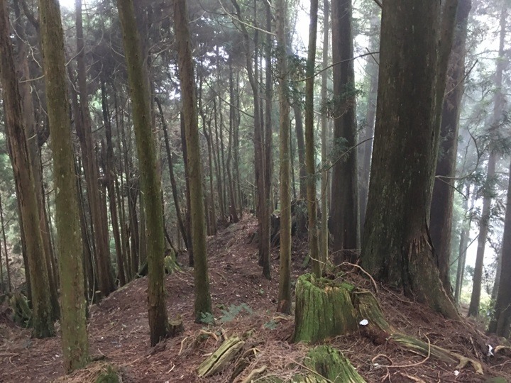 一個人探訪消失在雲霧中的森林鐵道-阿里山眠月線