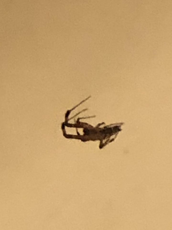 這是什麼蜘蛛呢