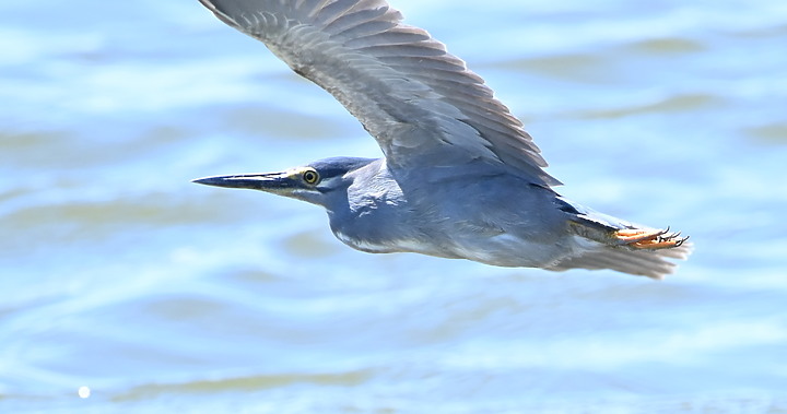 輕便與自由自在,Nikon 500mm PF開箱。