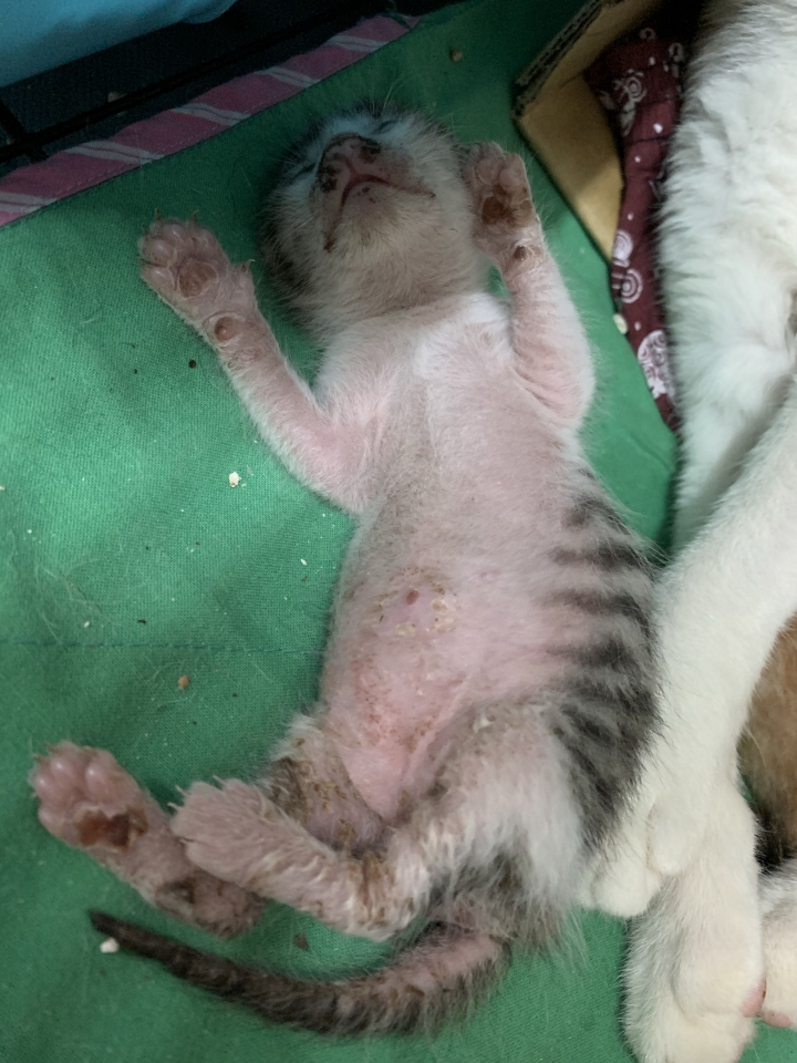 吃雞飼料長大的娃娃
