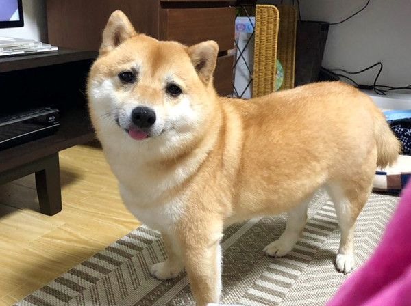 柴柴養5年「怪怪的」 路人一句話點醒主人