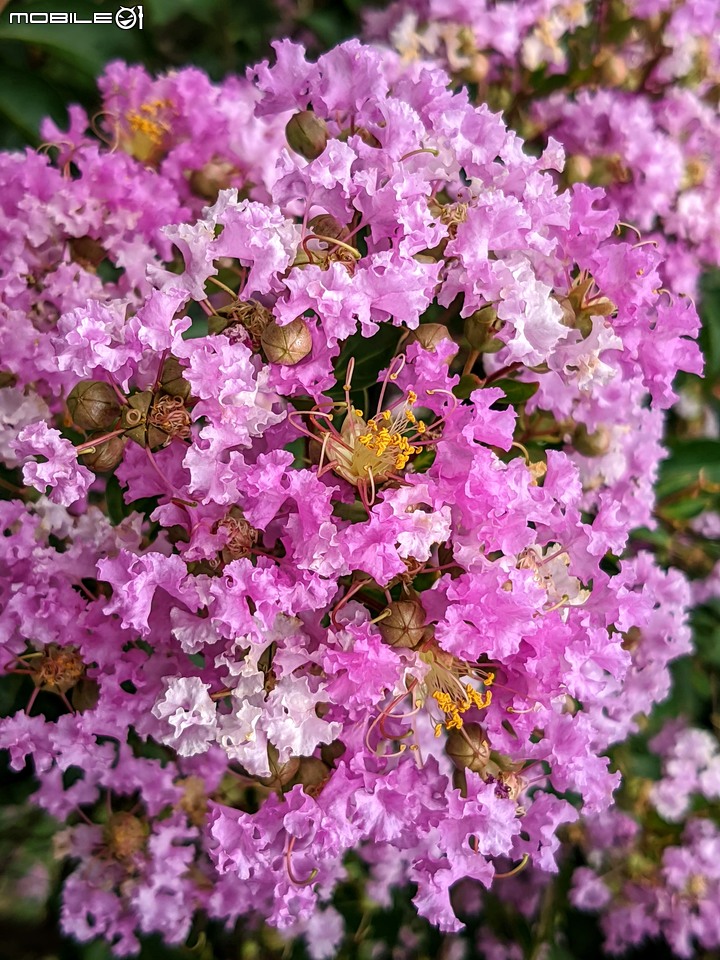 紫薇 台南市東區後甲公園 06/21