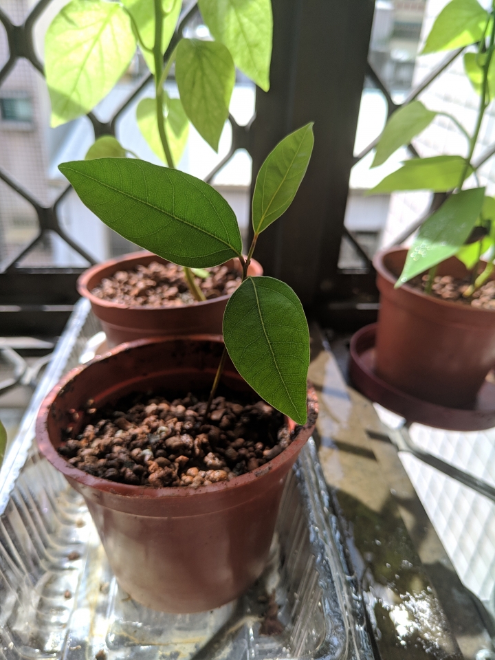 請問這些是什麼植物