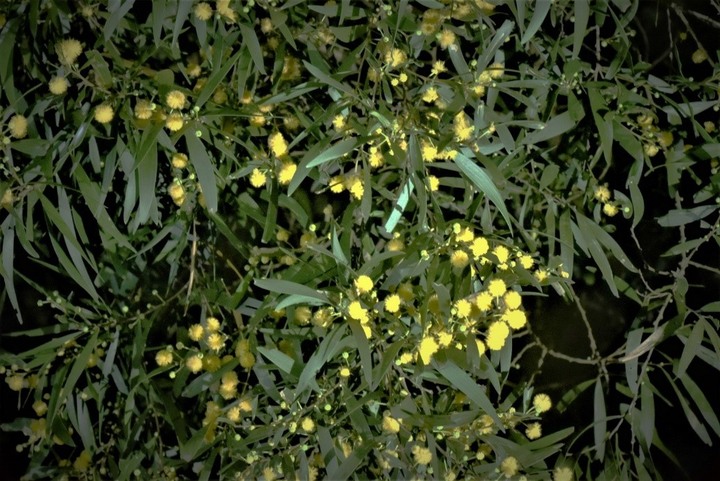 南港新庄仔埤-夜間生態觀察